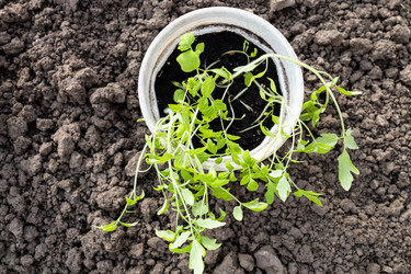 Similar image 21423679