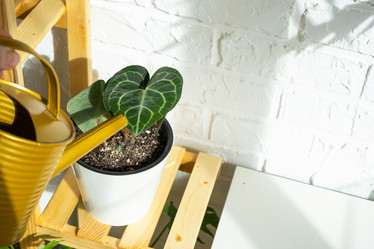 Similar image 21431127