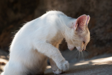 Similar image 21426161