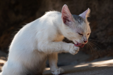 Similar image 21426350