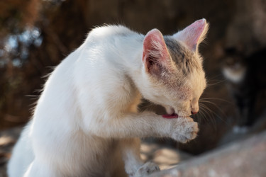 Similar image 21426352