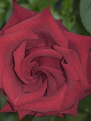 Similar image 21425743