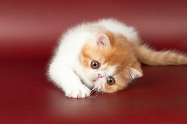 Similar image 21425753