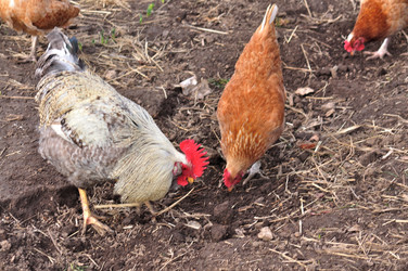 Similar image 21426411