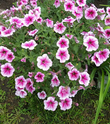 Similar image 21426511