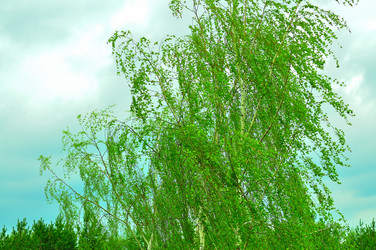 Similar image 21426562