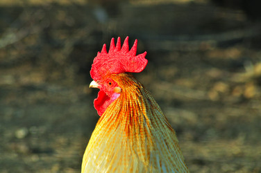 Similar image 21430956