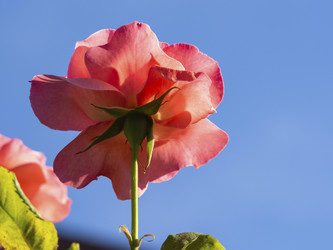 Similar image 21431284