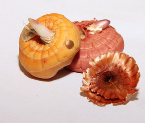 Similar image 21439319