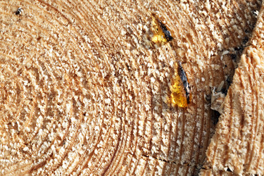 Similar image 21469964