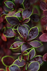 Similar image 21470009