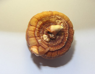 Similar image 21439557