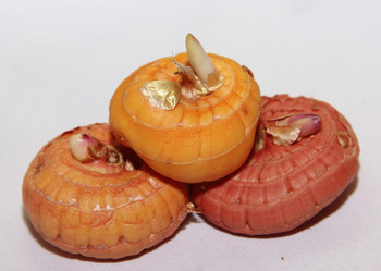 Similar image 21439384