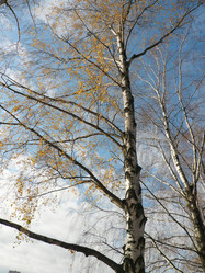 Similar image 21444357