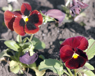 Similar image 21443655