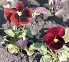 Similar image 21447483