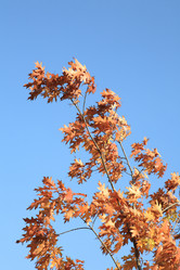 Similar image 21448823