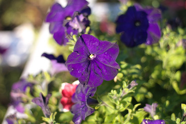 Similar image 21456682