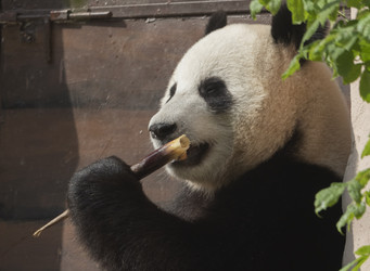 Similar image 21435618