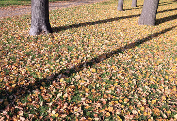 Similar image 21447502