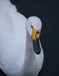 Similar image 21435264