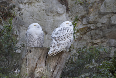 Similar image 21435265