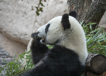 Similar image 21435267