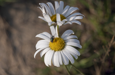 Similar image 21435689