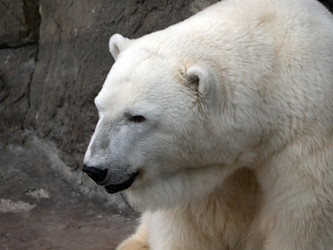 Similar image 21435700