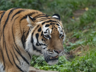 Similar image 21435703