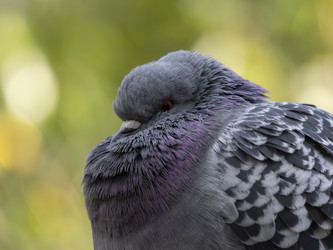 Similar image 21435291