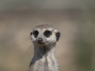 Similar image 21434651