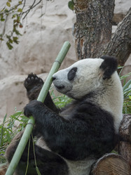 Similar image 21435346