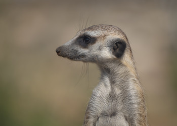 Similar image 21435347