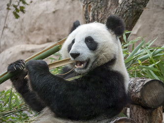 Similar image 21435350