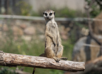 Similar image 21435351