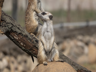 Similar image 21435360