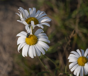 Similar image 21435362