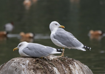 Similar image 21435761