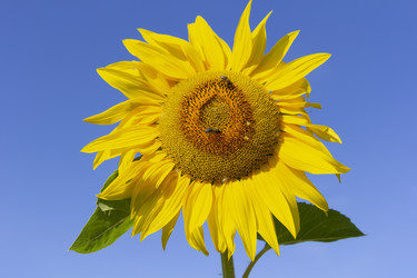 Similar image 21435375