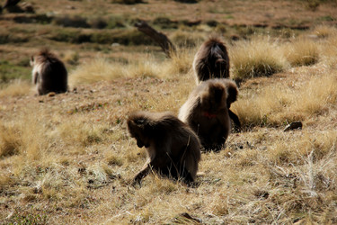 Similar image 21433453