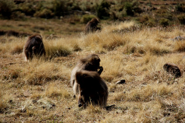 Similar image 21433455