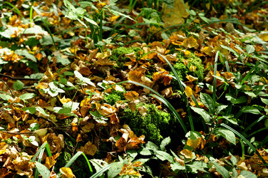 Similar image 21478503