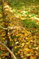 Similar image 21478505