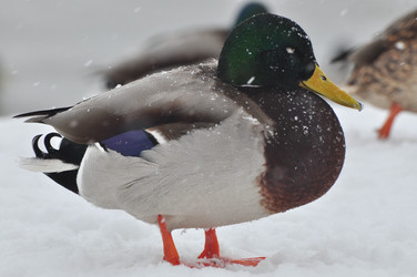 Similar image 21433469