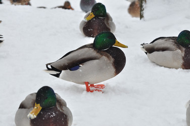 Similar image 21435841