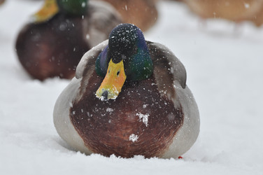 Similar image 21436340