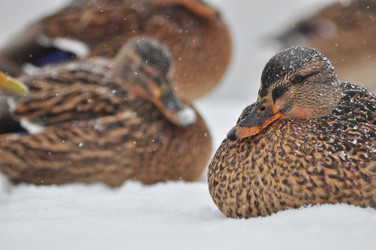 Similar image 21436535