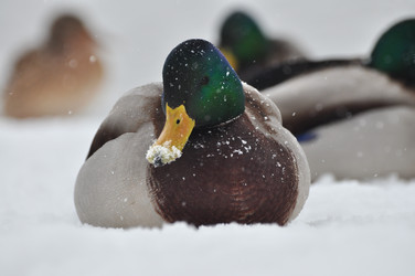 Similar image 21436537