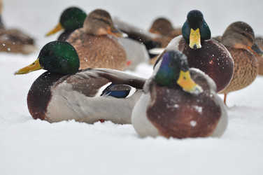 Similar image 21436539